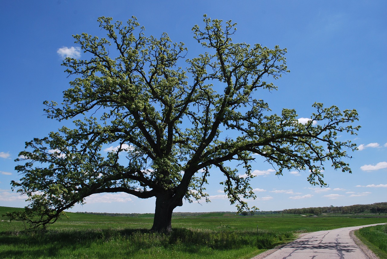 spring oak road free photo