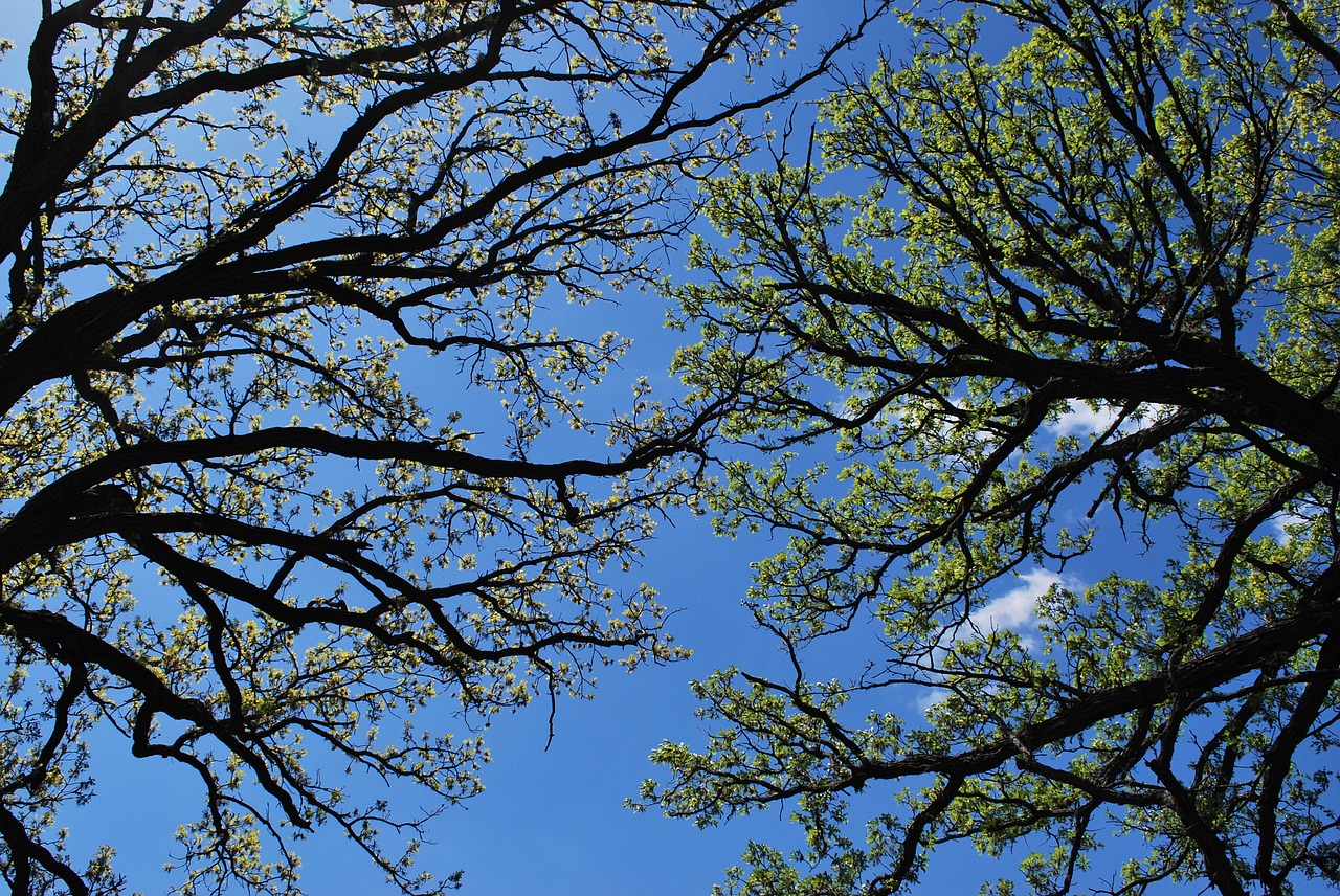 spring oak canopy free photo