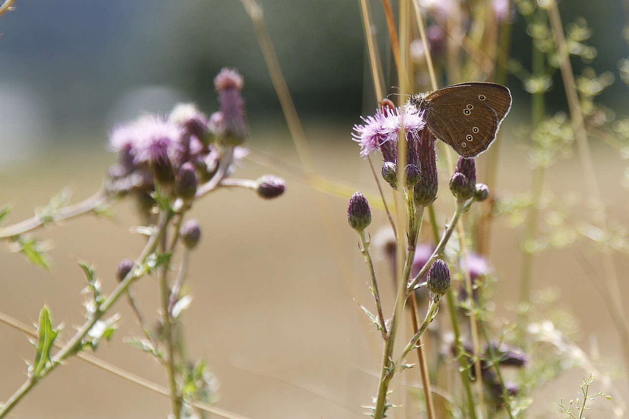 spring butterfly flower free photo