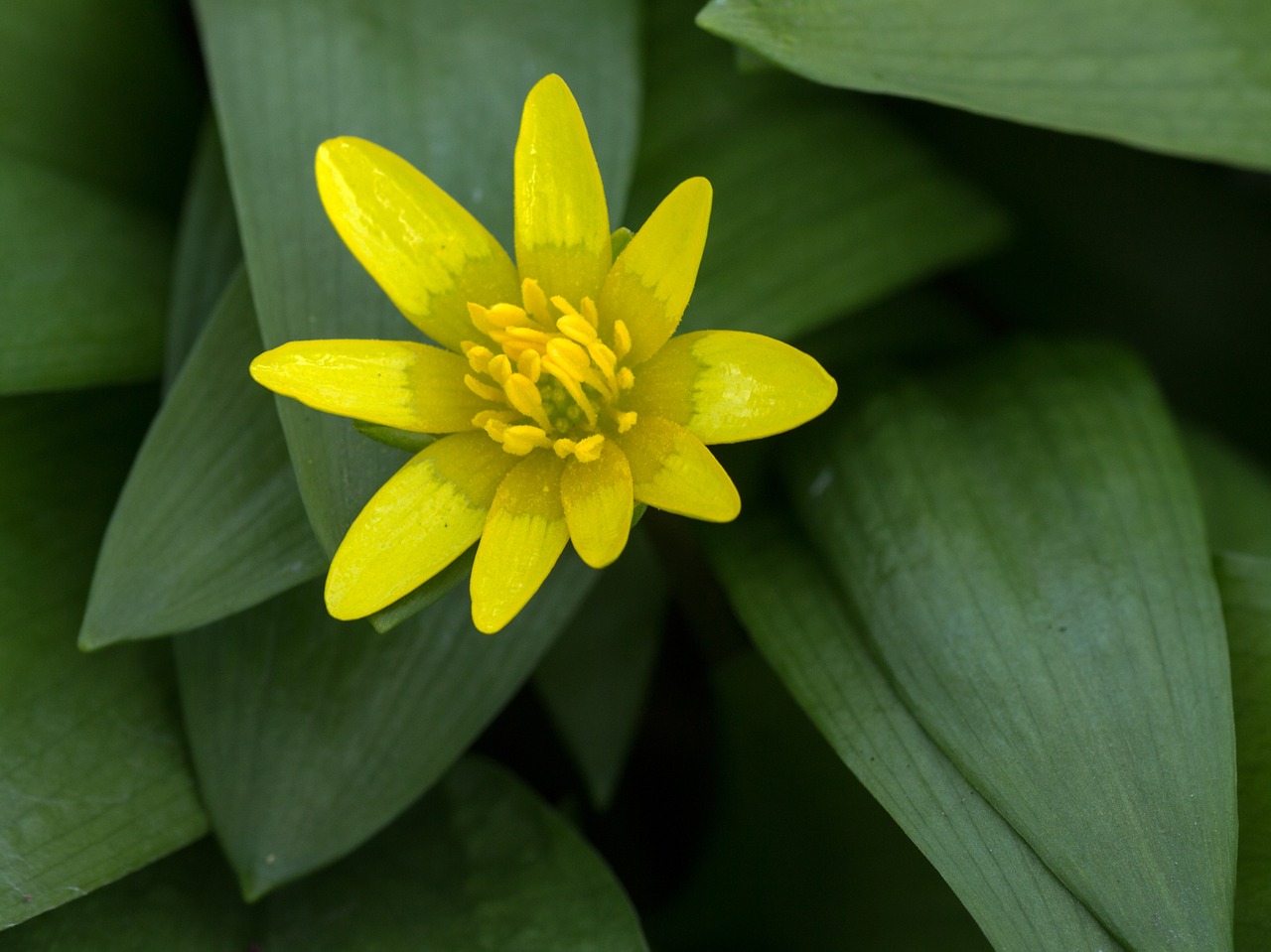 spring anemone yellow close free photo