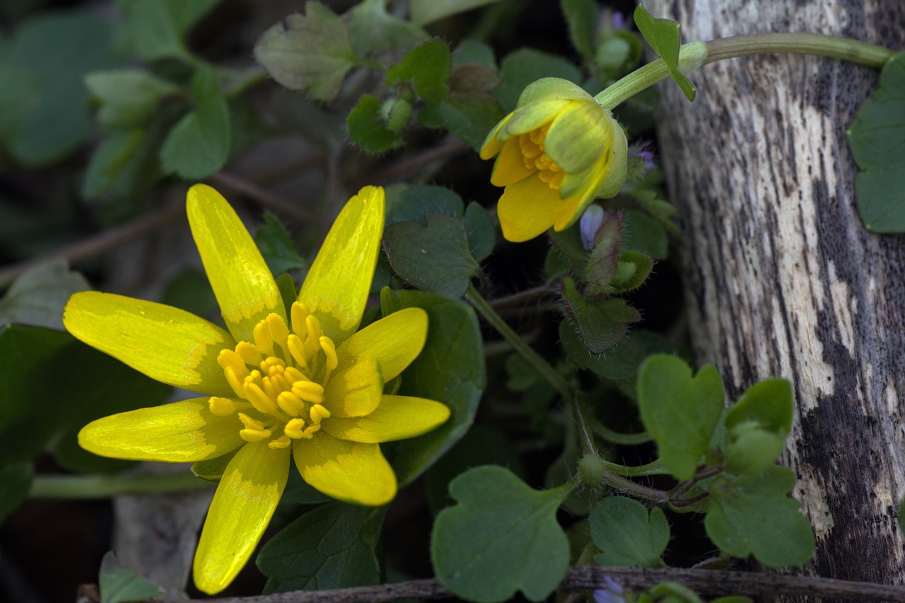 spring anemone yellow close free photo