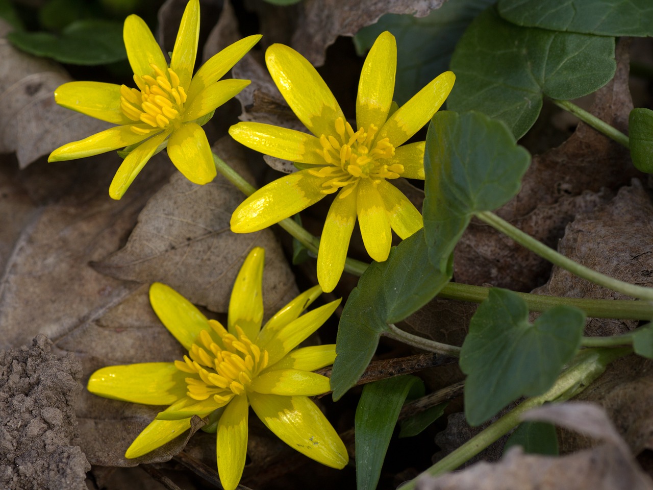 spring anemone yellow close free photo