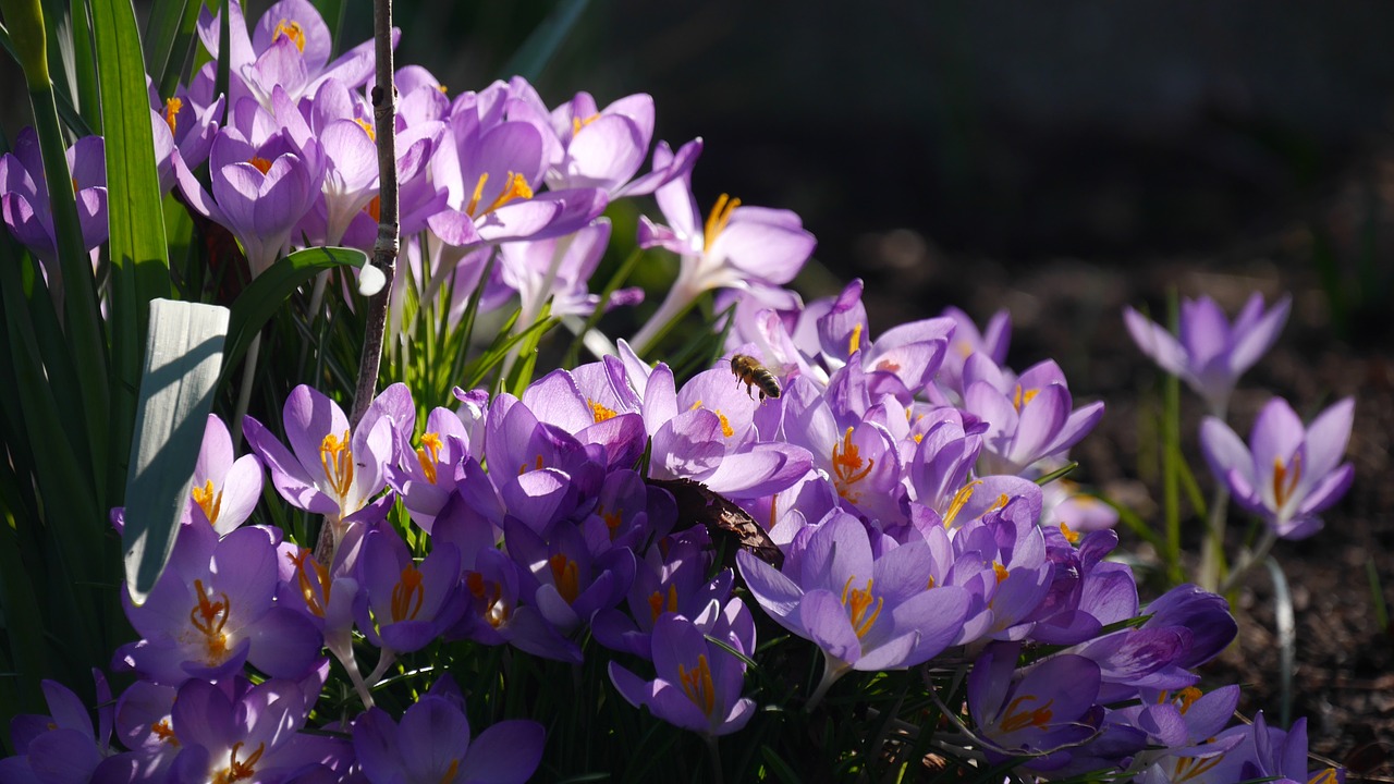 spring awakening crocus purple free photo