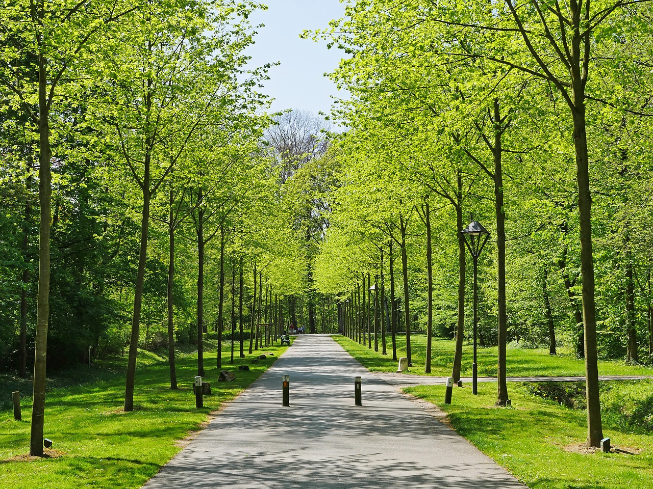 spring awakening  leaf sprouting  avenue free photo