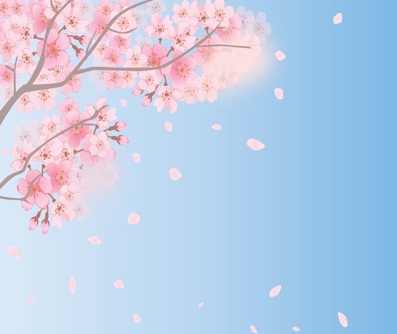 spring background  cherry blossoms  sky free photo