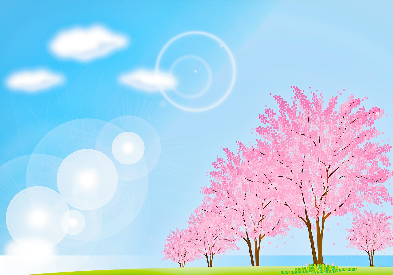 spring background  cherry blossoms  sky free photo