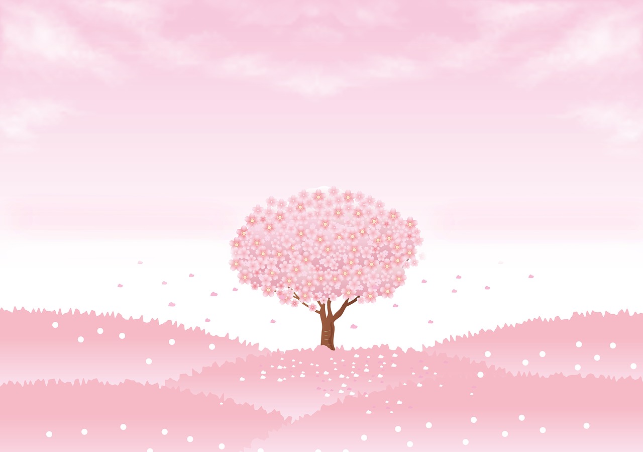 spring background  sakura tree  cherry tree free photo