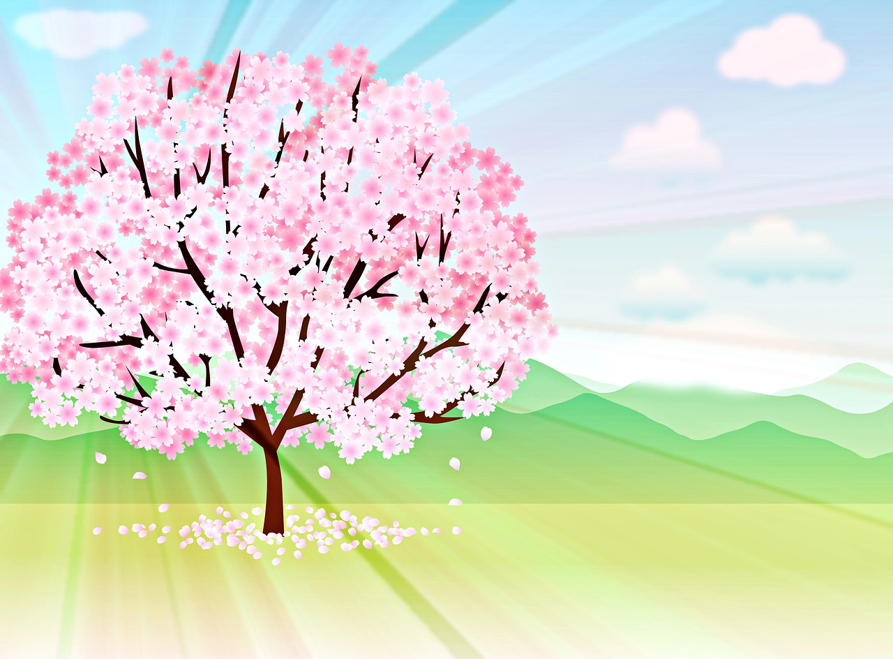 spring background  sakura tree  cherry tree free photo