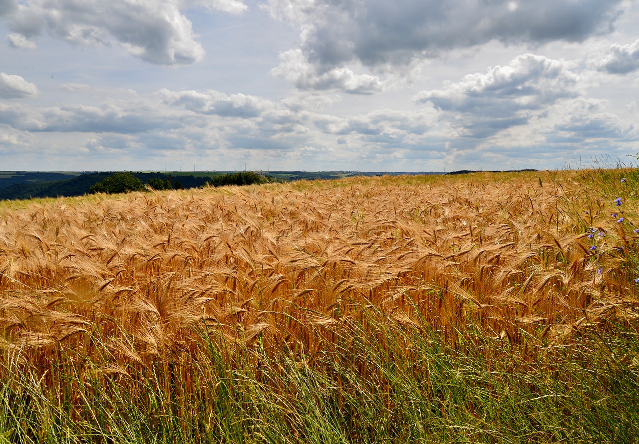 spring barley  barley  crop free photo