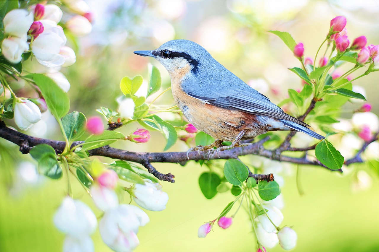 spring bird bird spring free photo