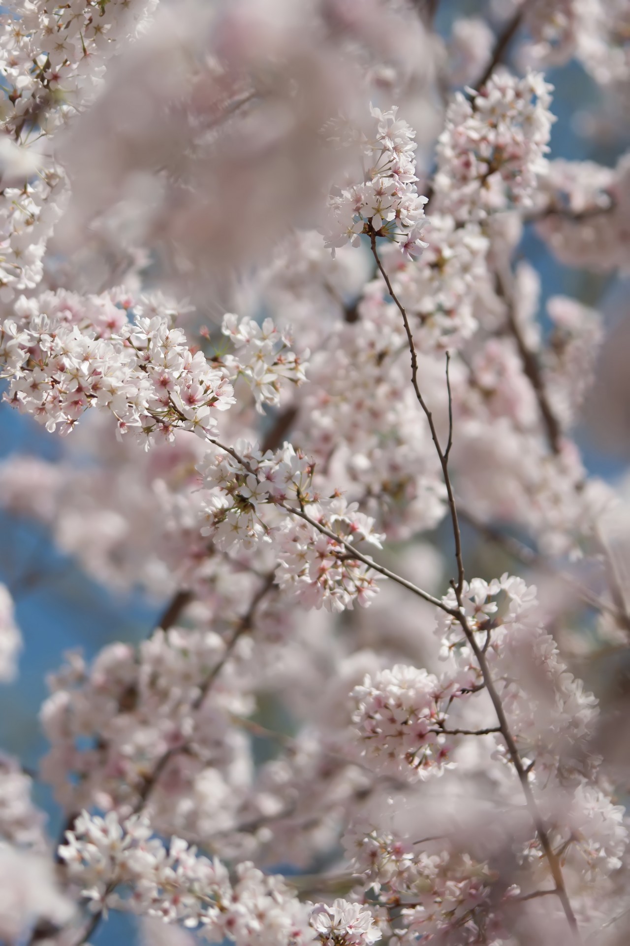 white beautiful beauty free photo