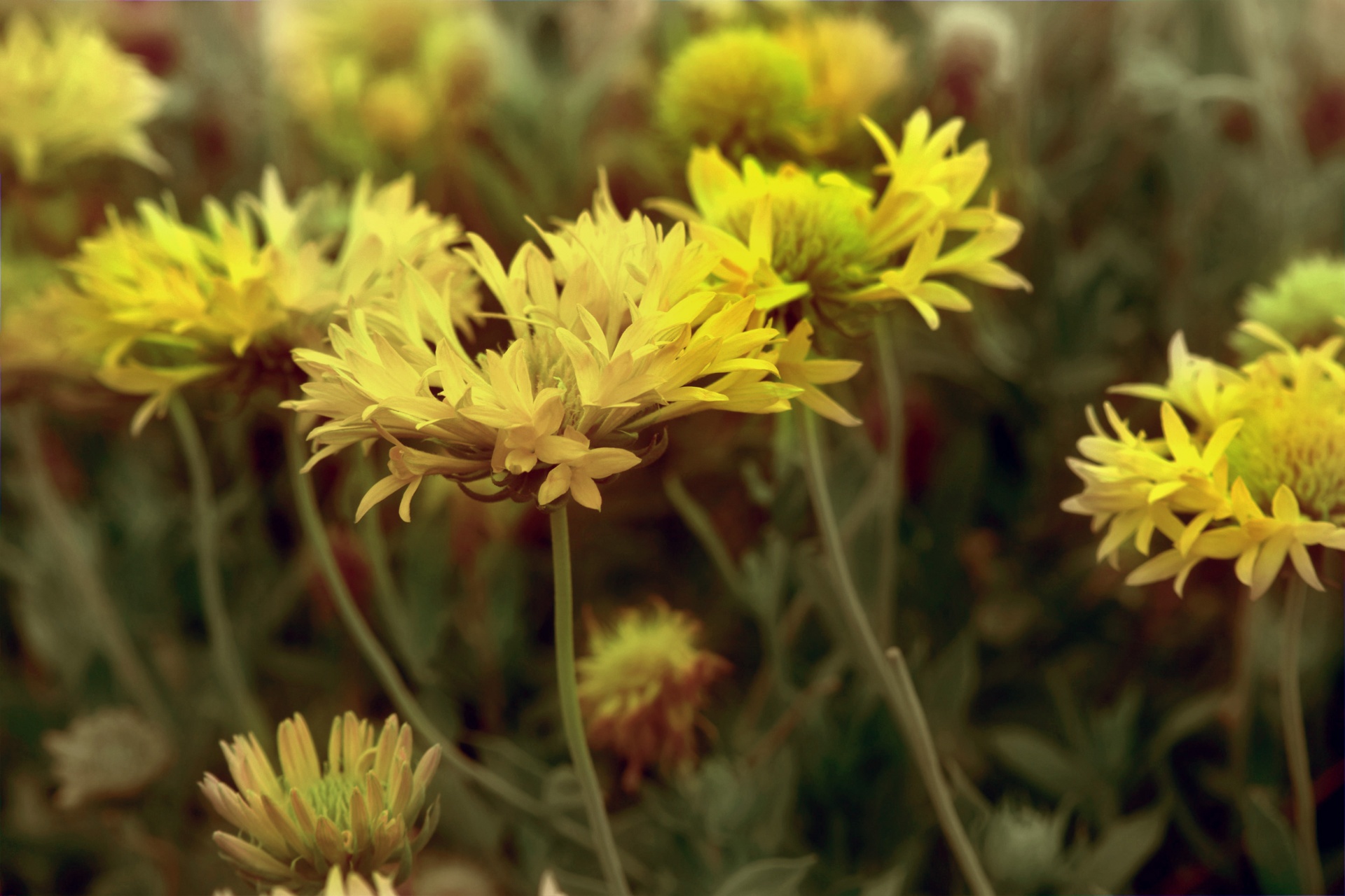 flower nature leaves free photo