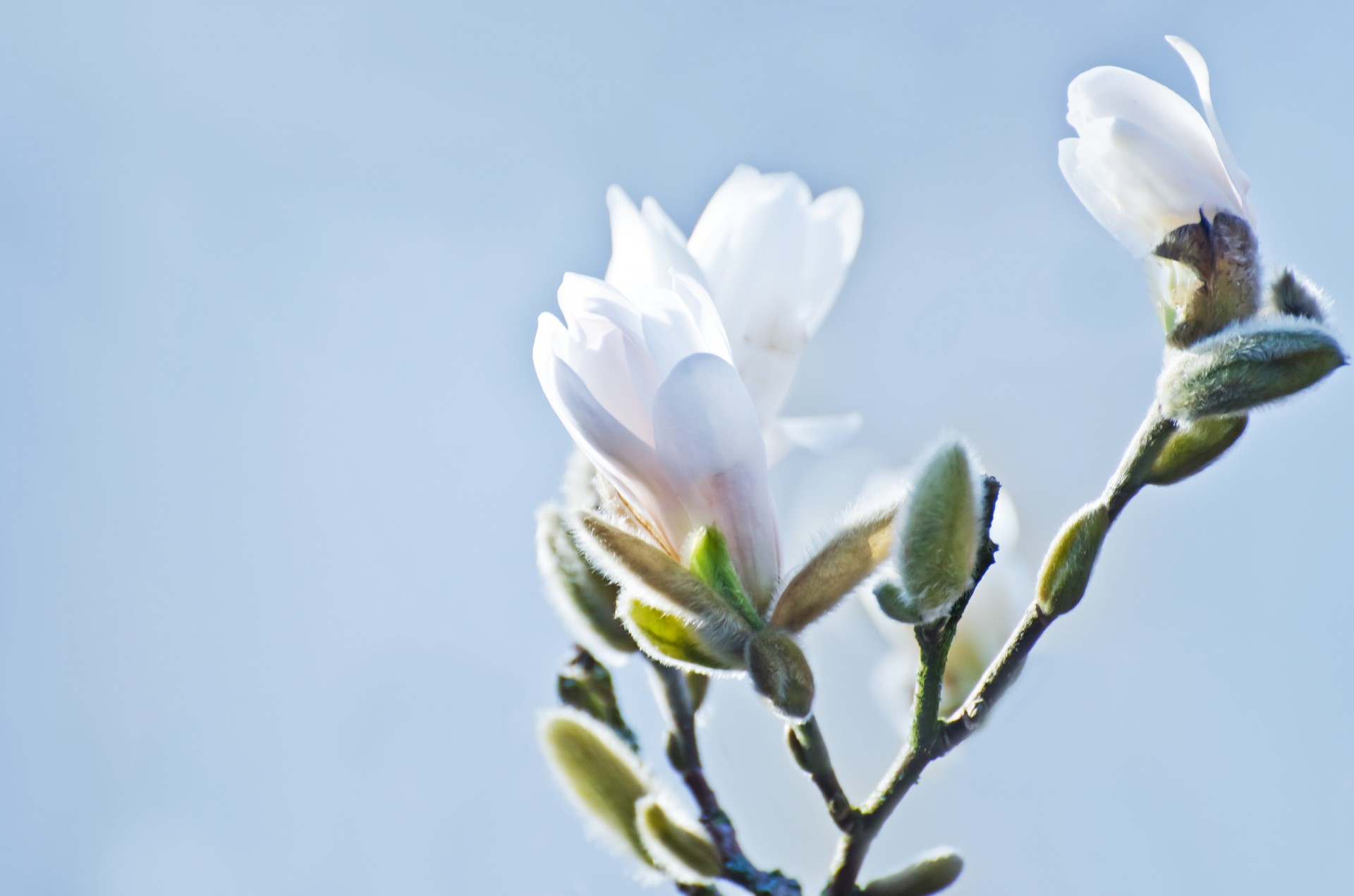 spring tree branch free photo