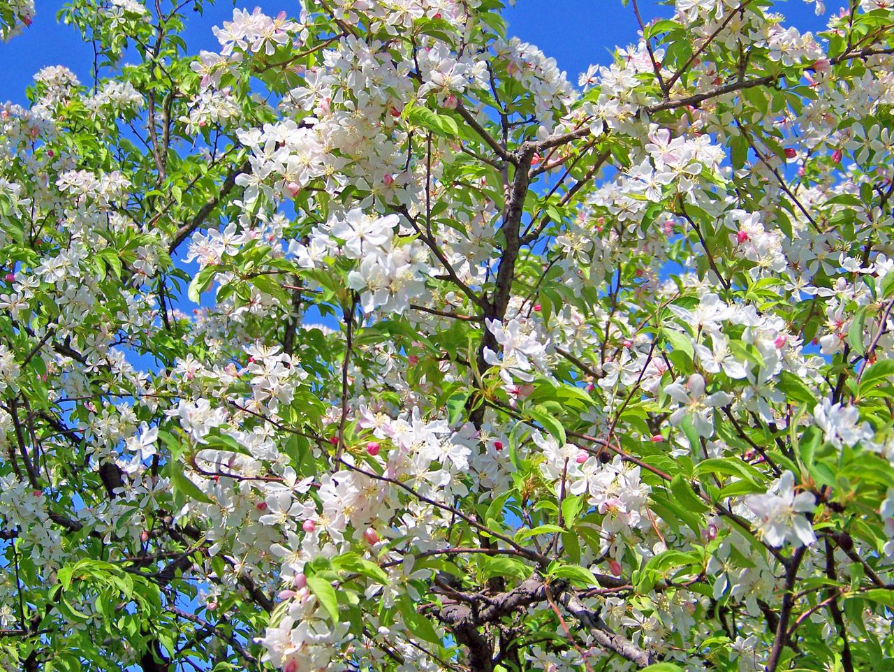 spring blossoms flowers free photo