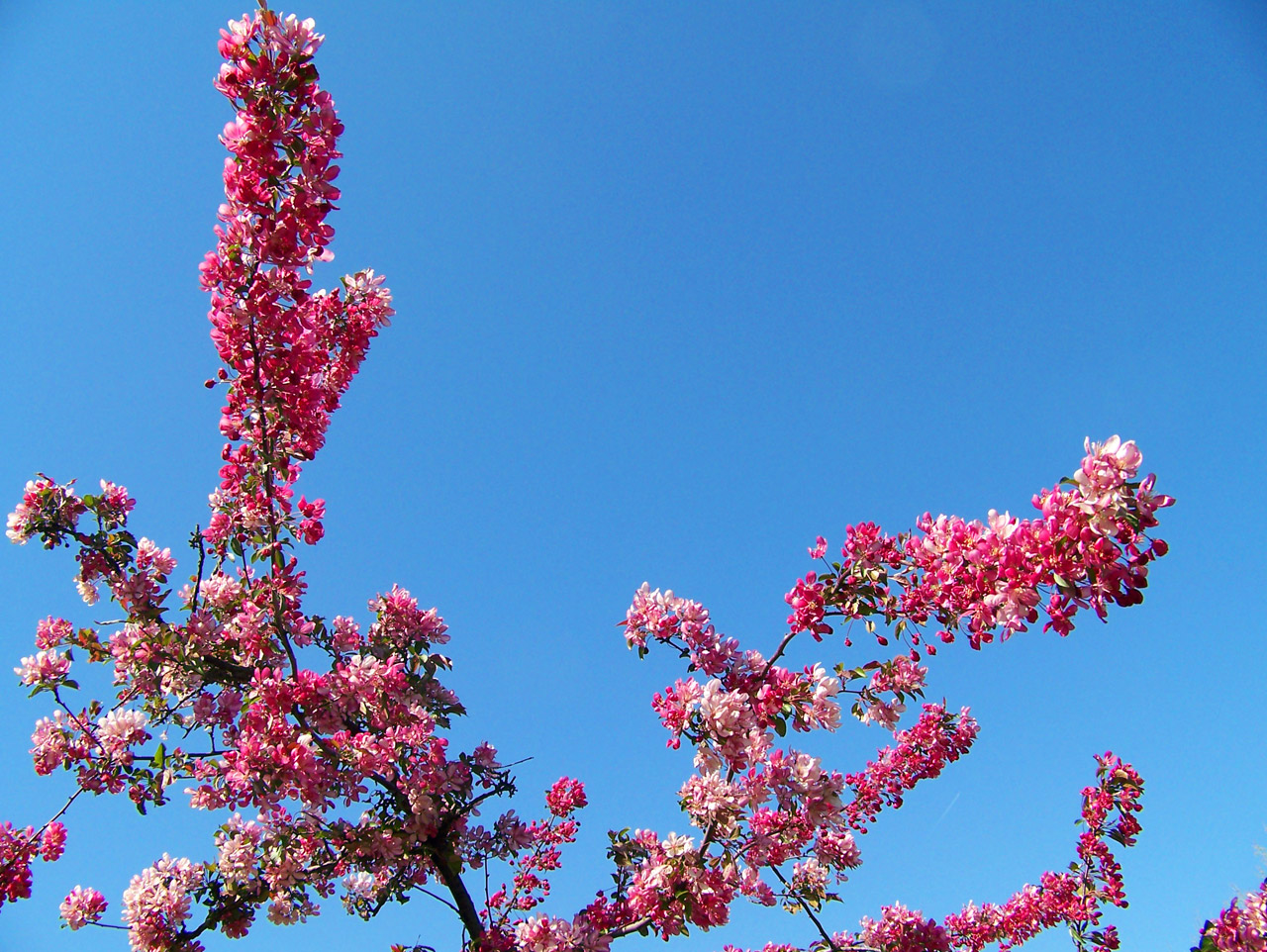 spring blossoms flowers free photo