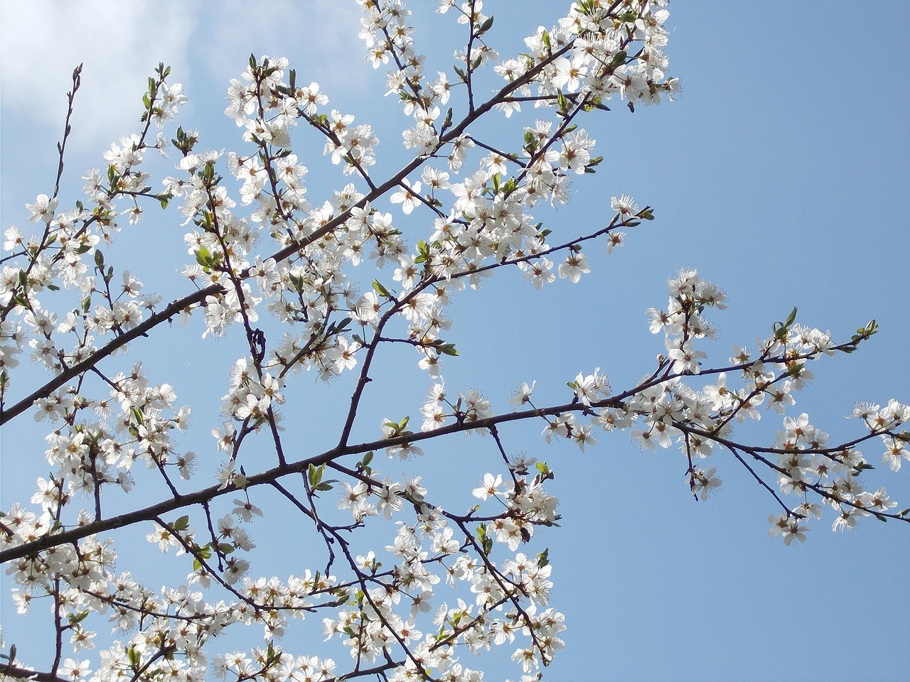 spring blossoms perspective sky free photo