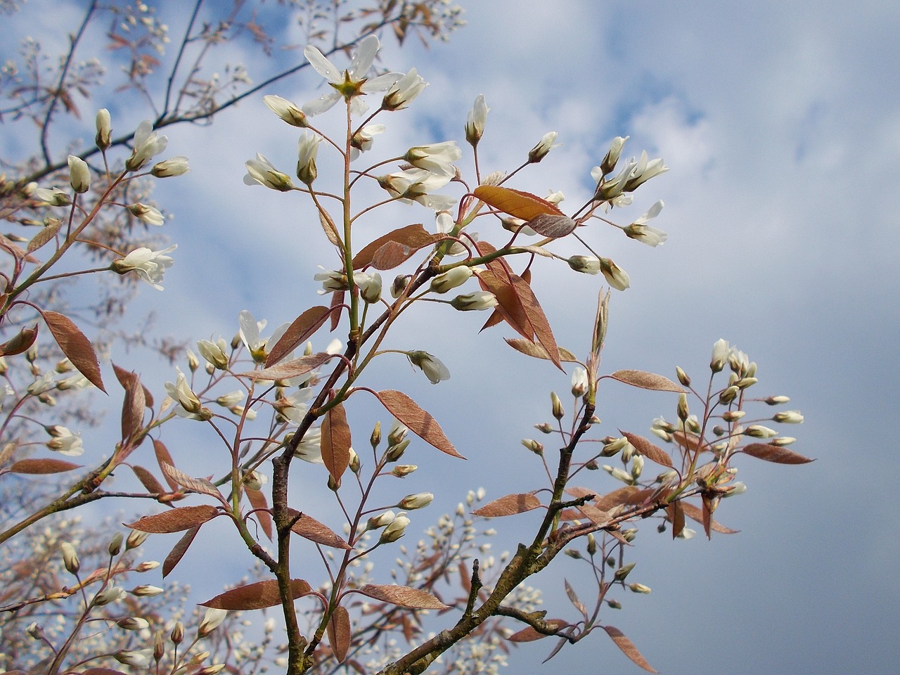 spring blossoms spring flowers free photo