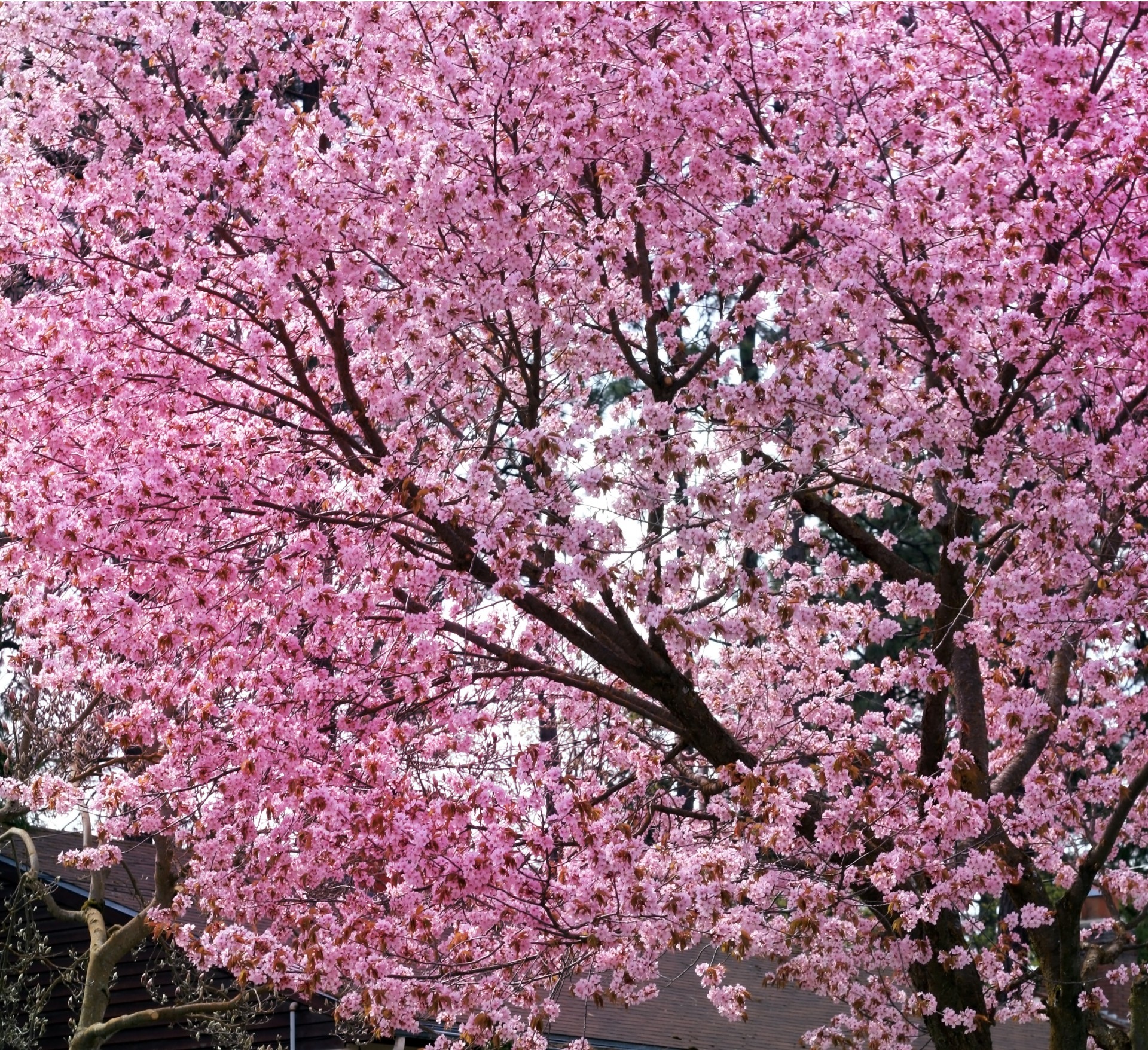 tree blossoms spring free photo
