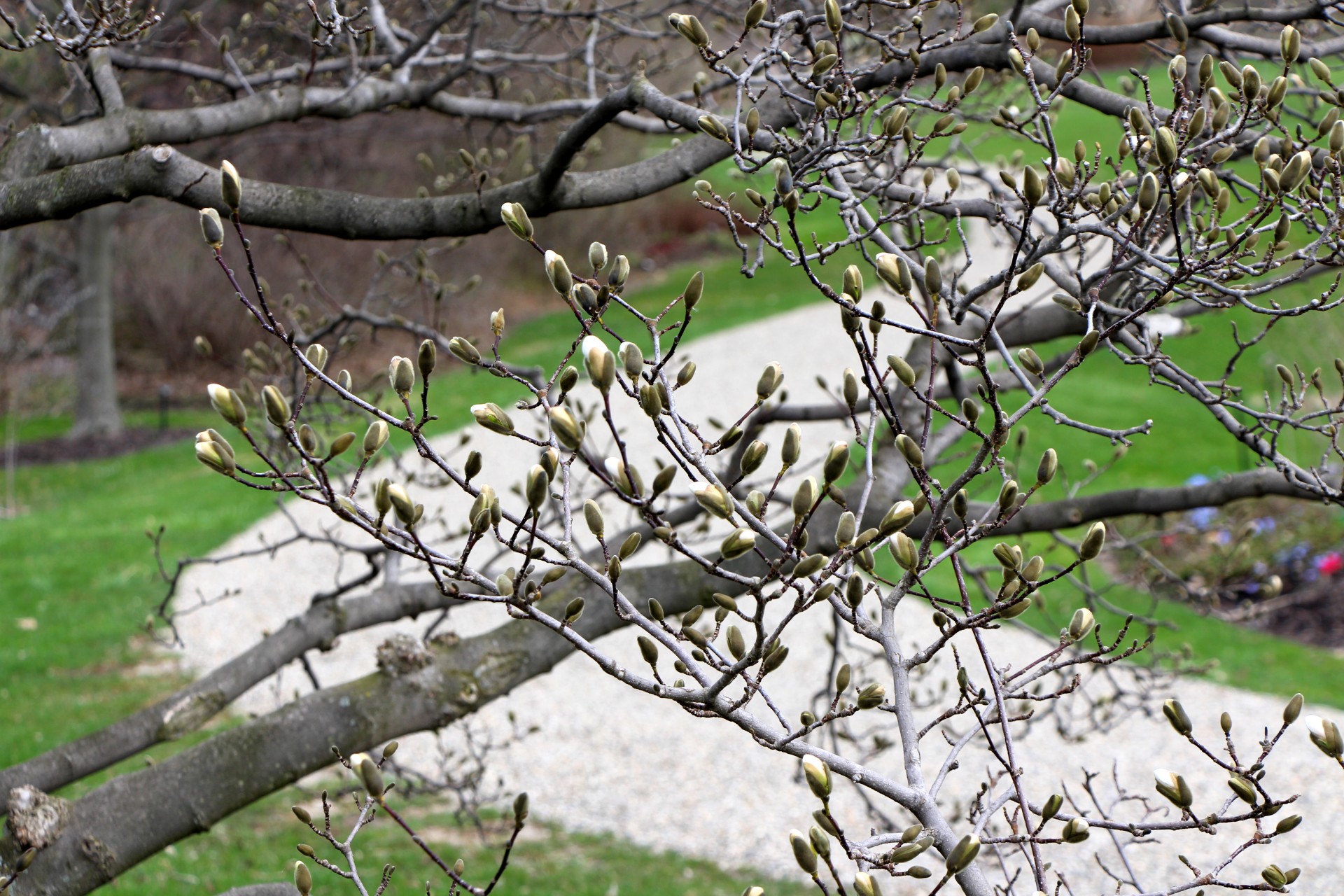 spring flowers flower buds free photo