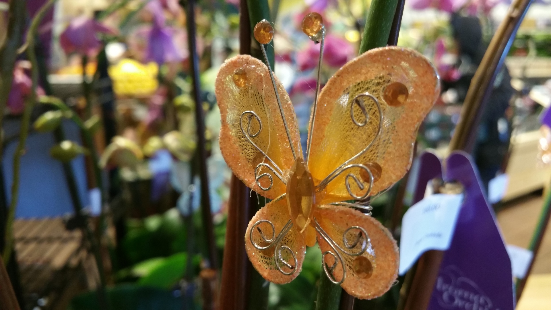 butterfly decoration jewels free photo