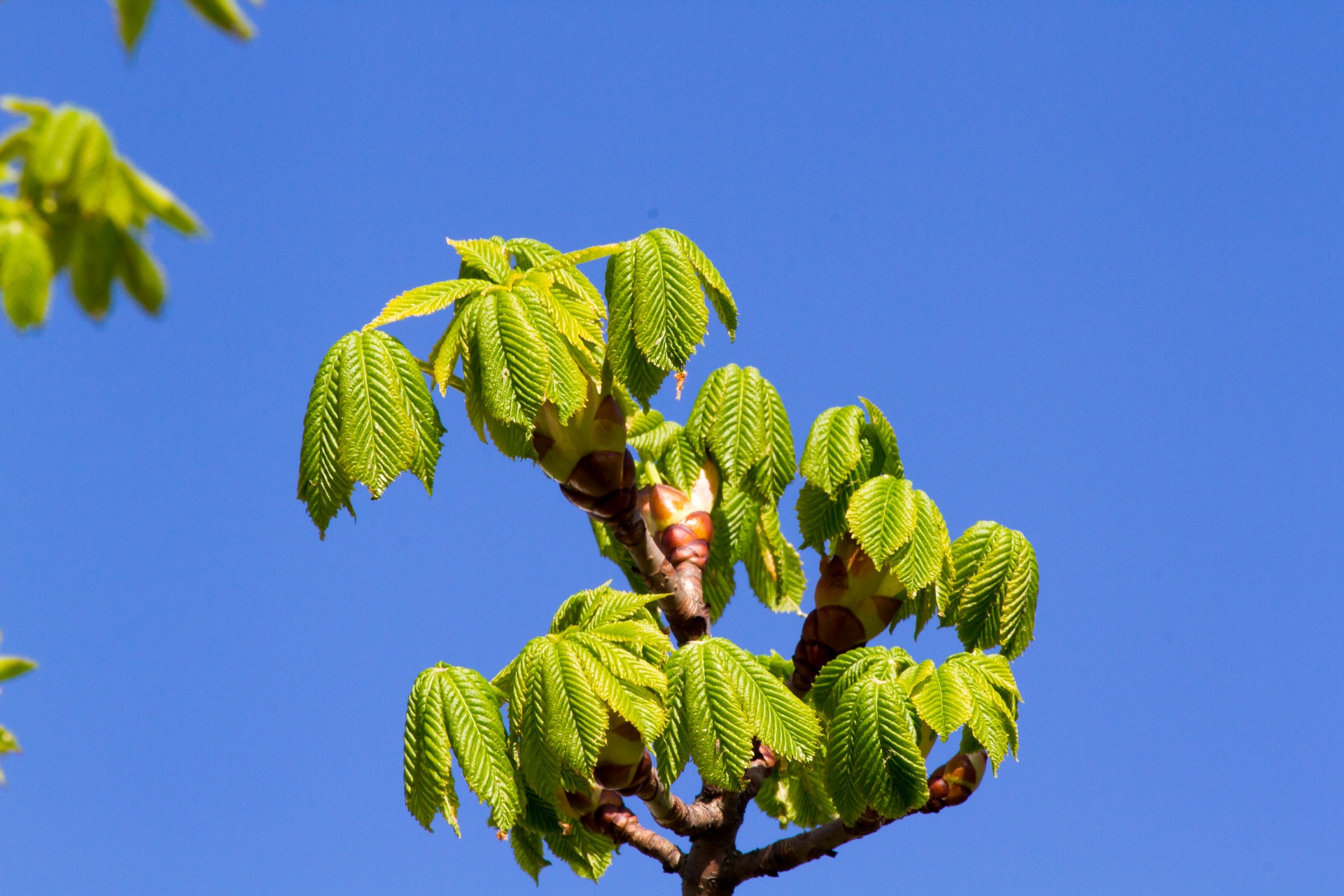 chestnut pring green free photo