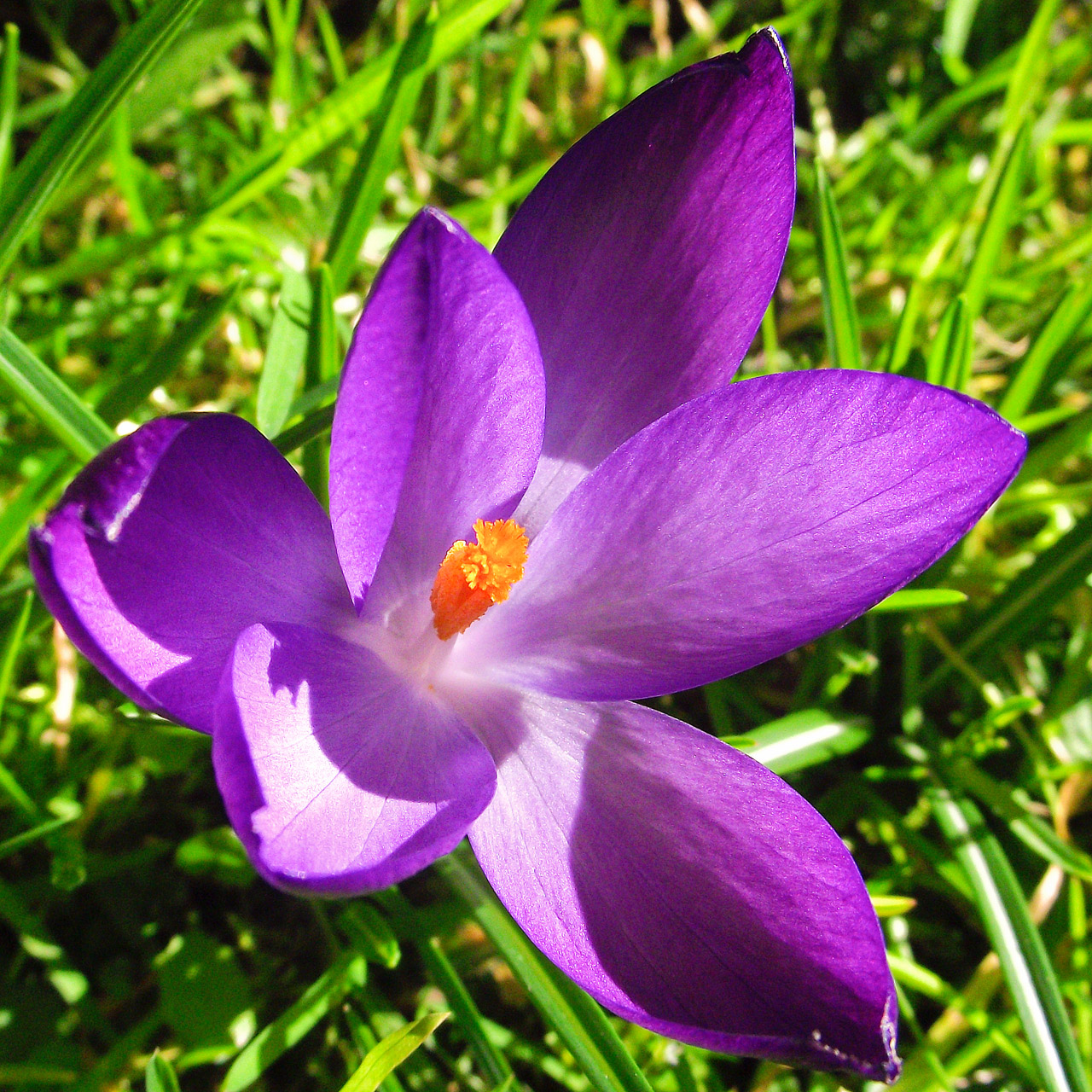 spring flowers crocus free photo