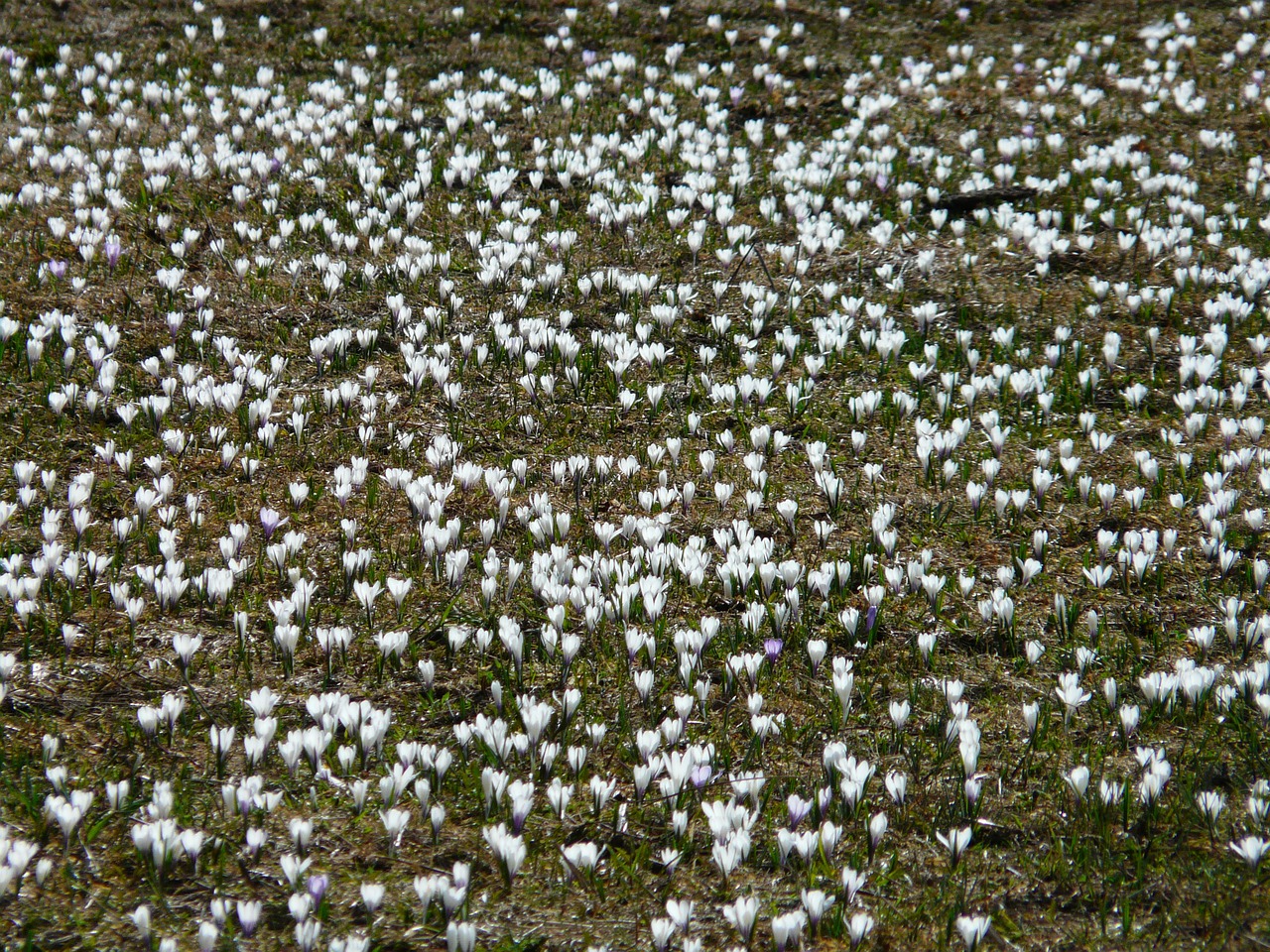 spring crocus crocus white free photo