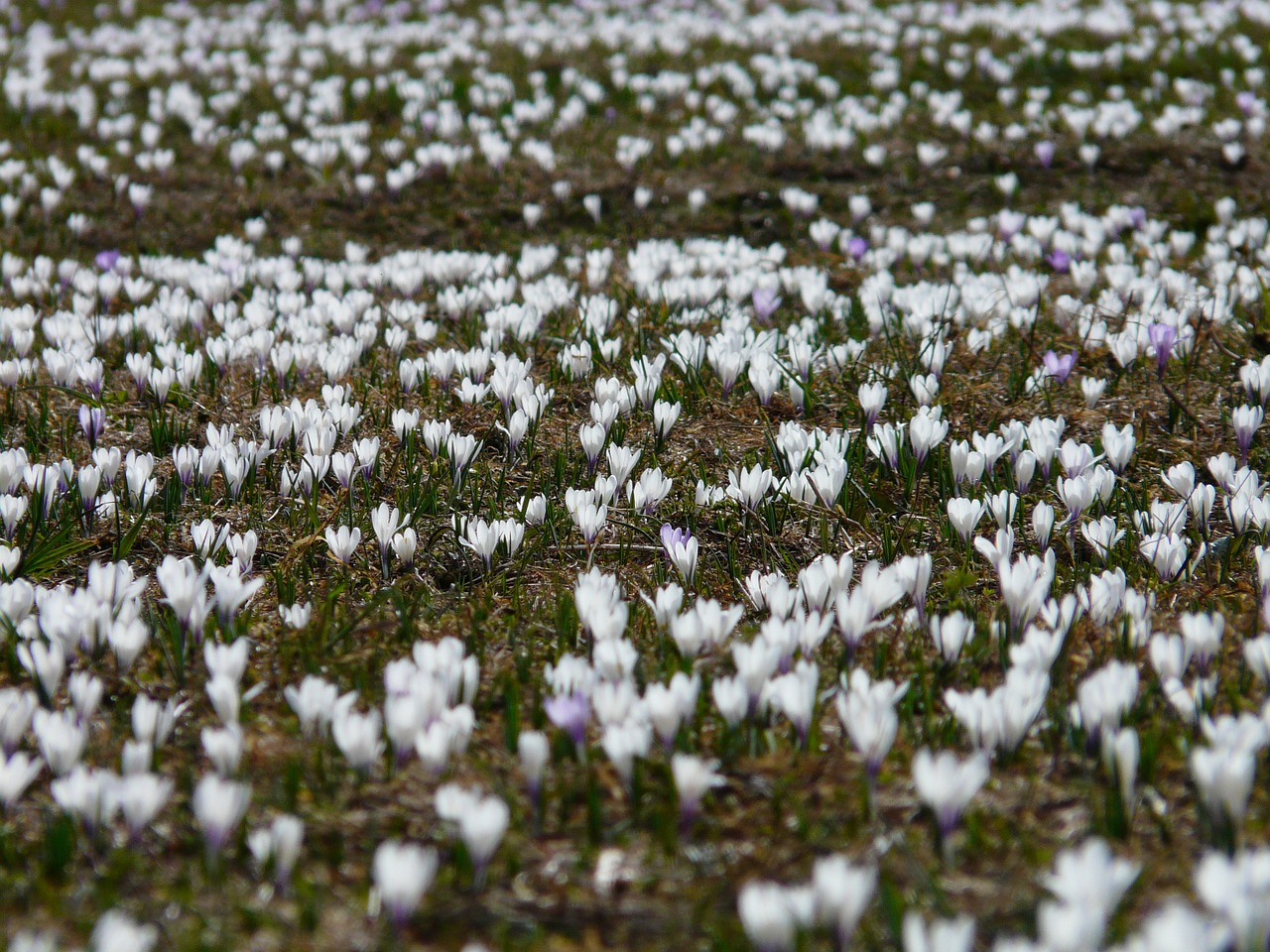 spring crocus crocus white free photo