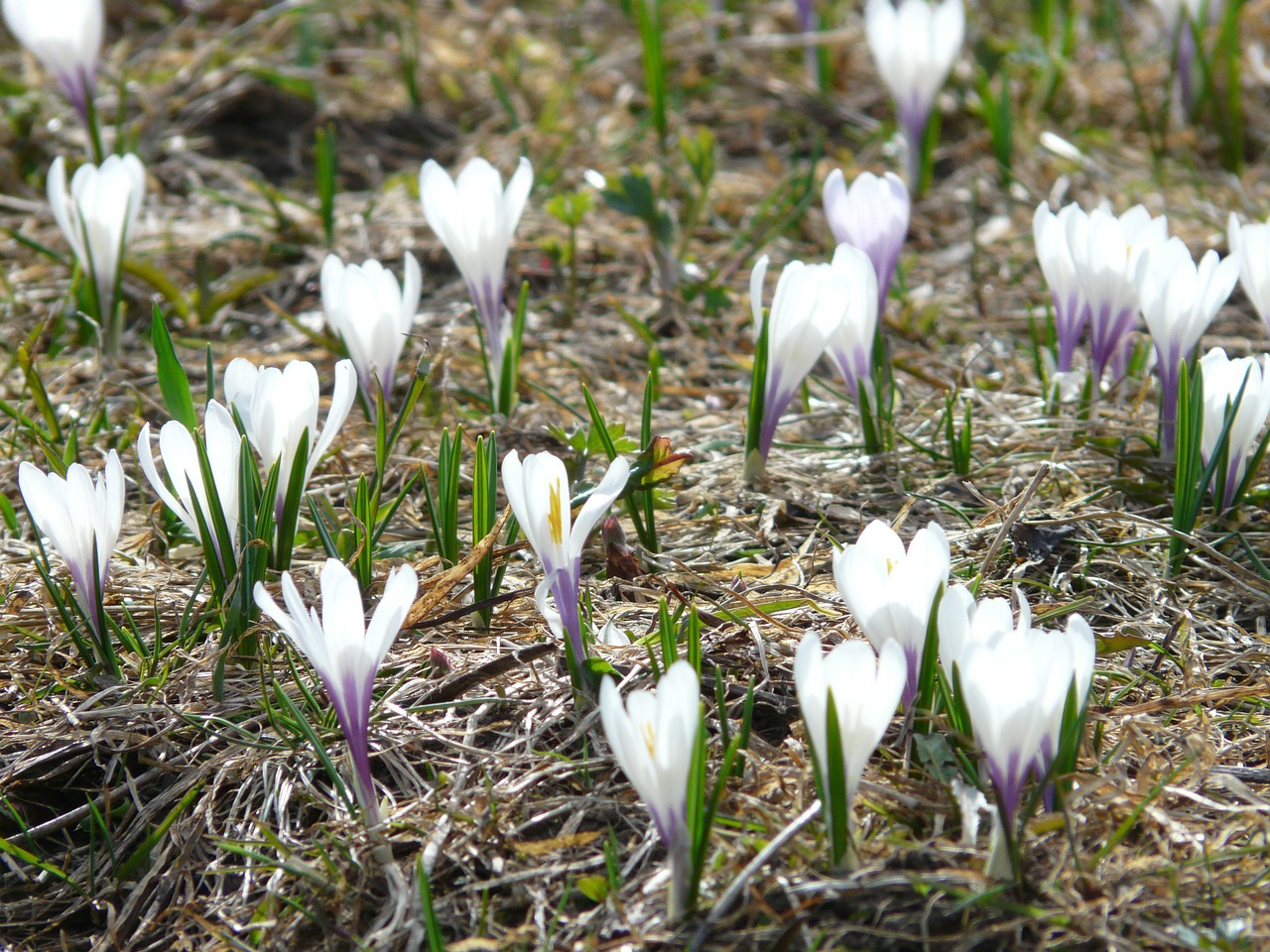 spring crocus crocus white free photo