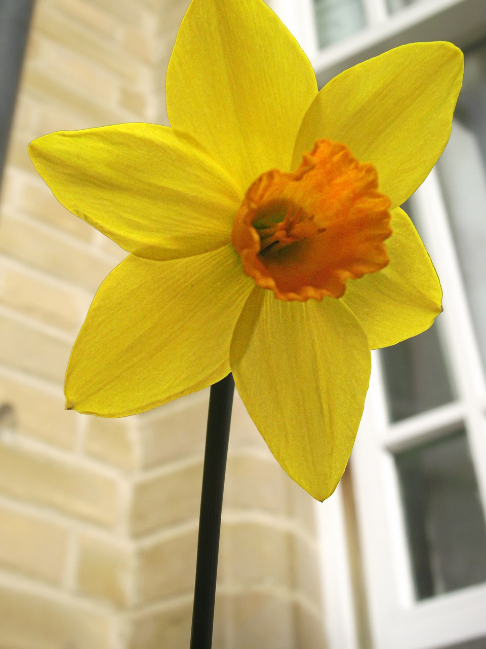 flower spring daffodil free photo