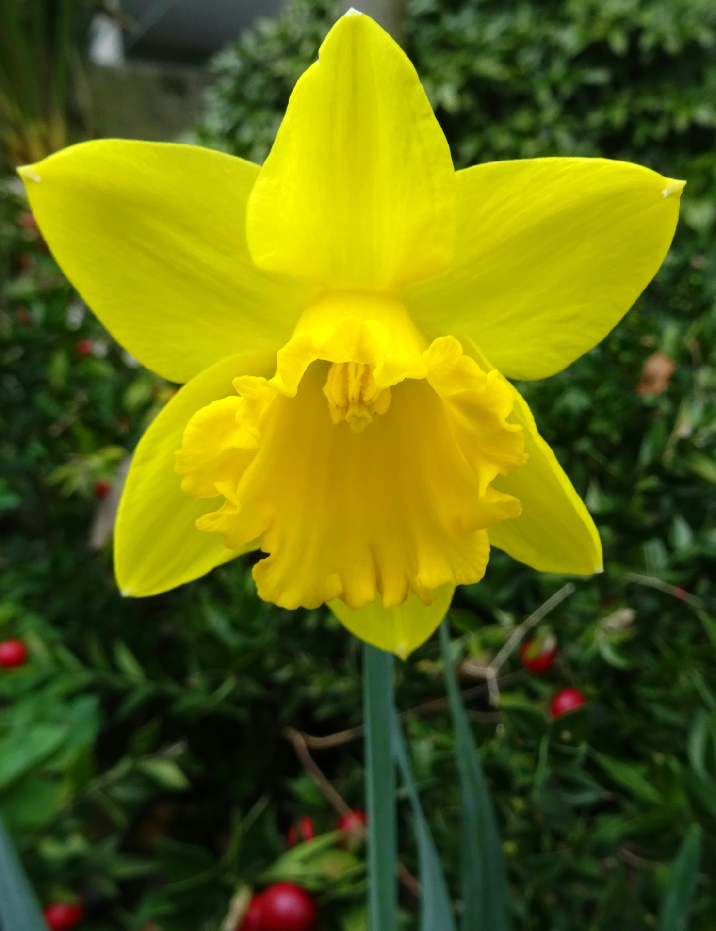 flower flowers daffodils free photo