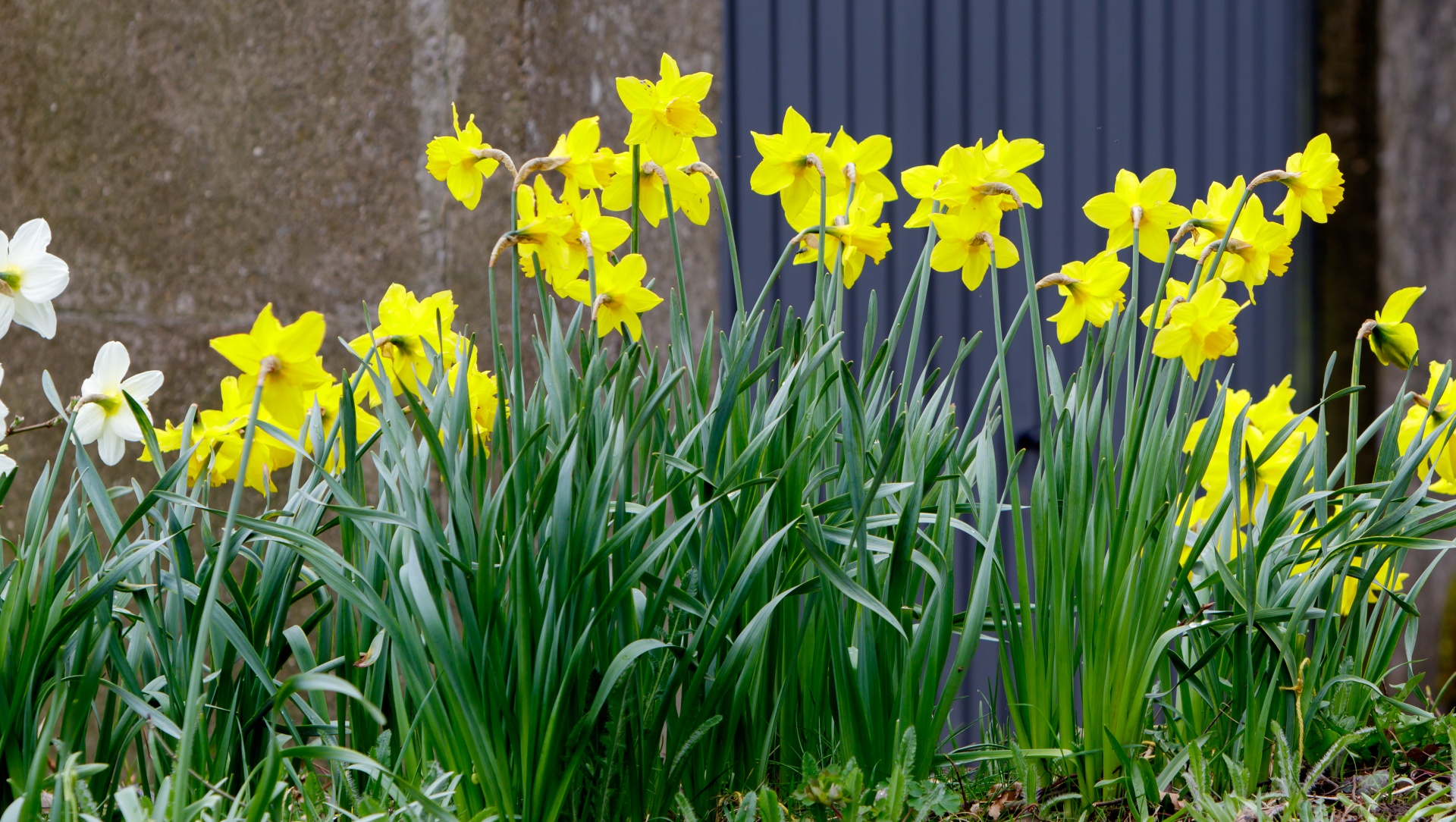 daffodil daffodils flower free photo
