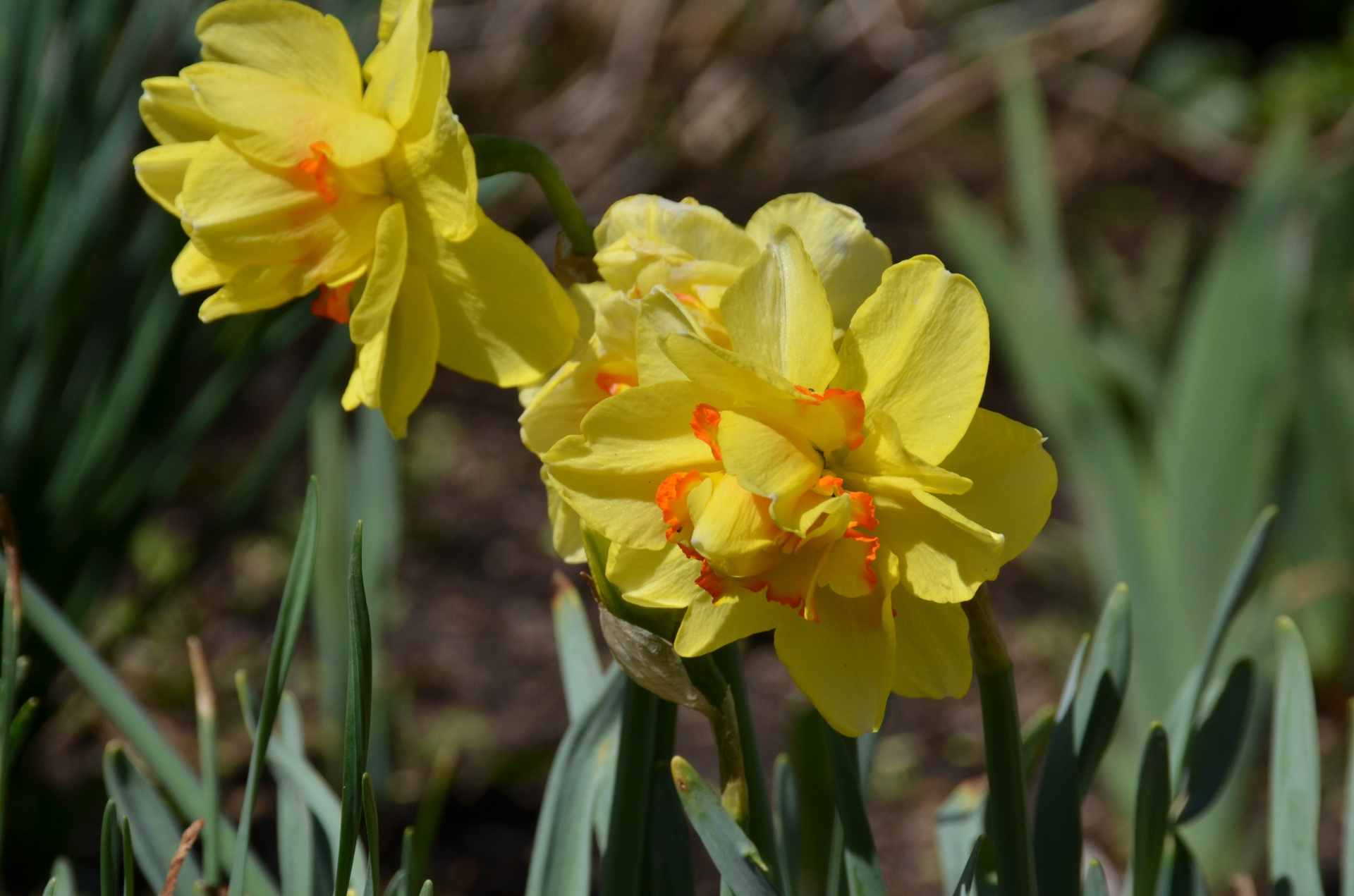 flower daffodil spring free photo
