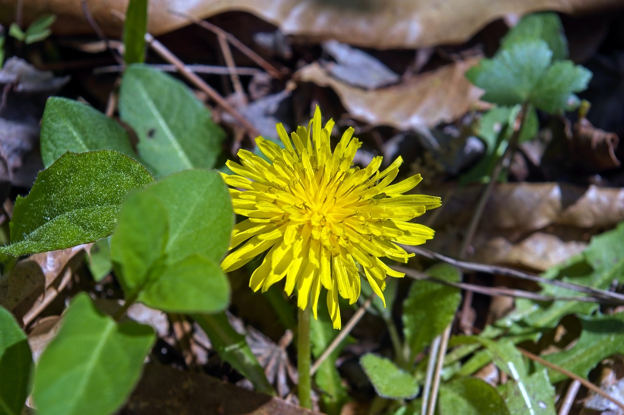 spring dandelion  flower  taraxacum free photo