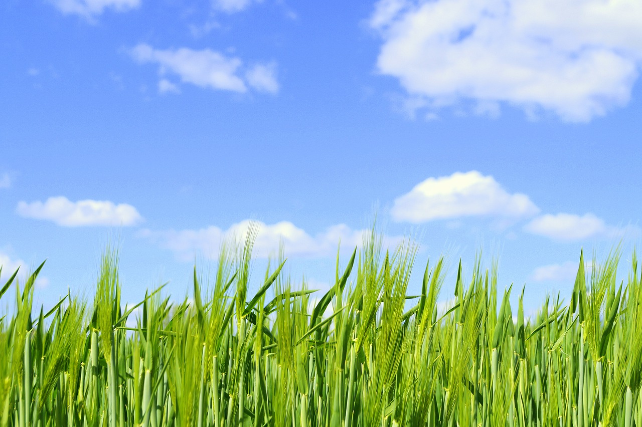 spring day  sky  clouds free photo