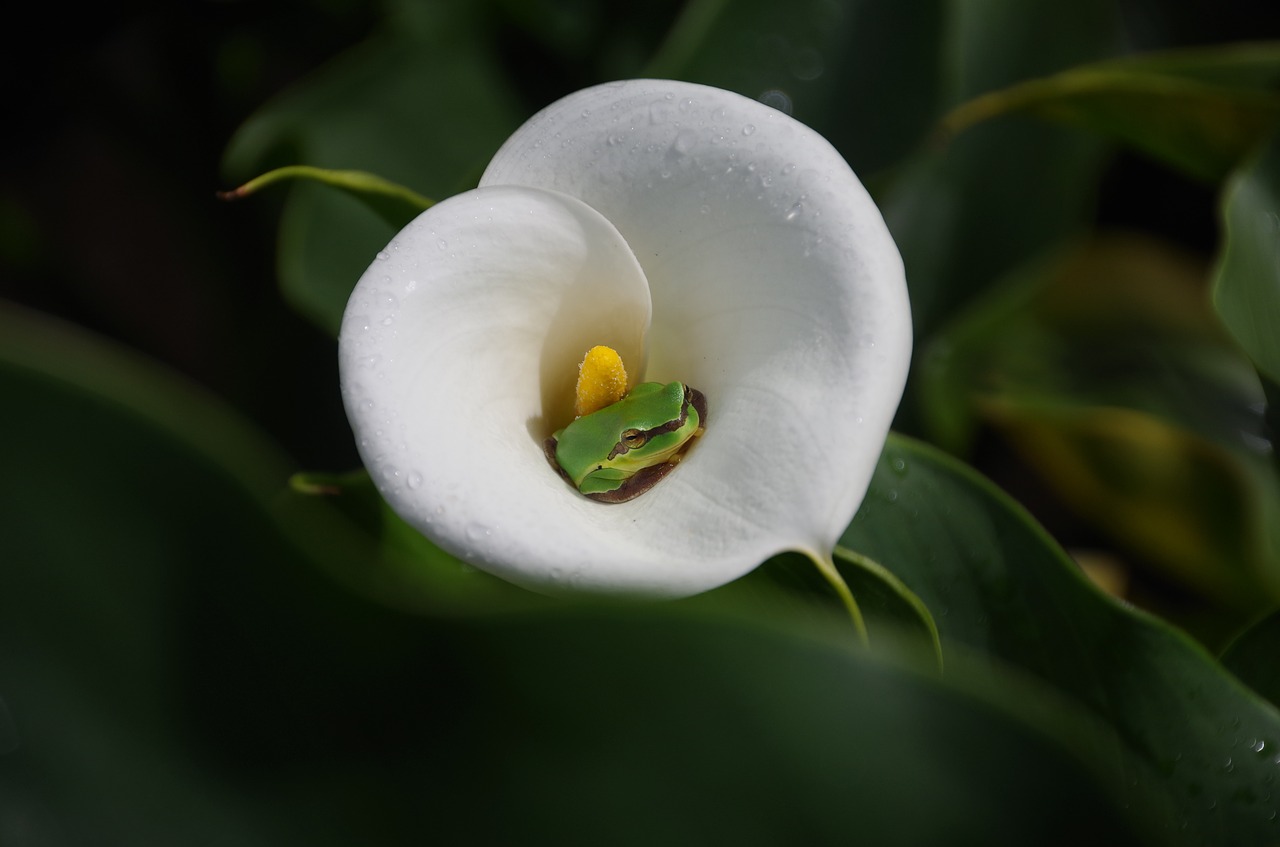 spring equinox flowers and plants tree frog free photo
