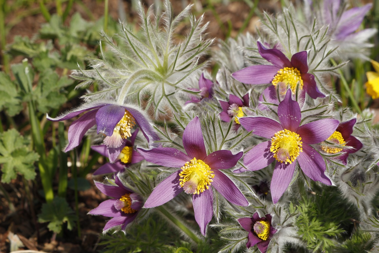 spring flower natural beauty pasqueflower free photo