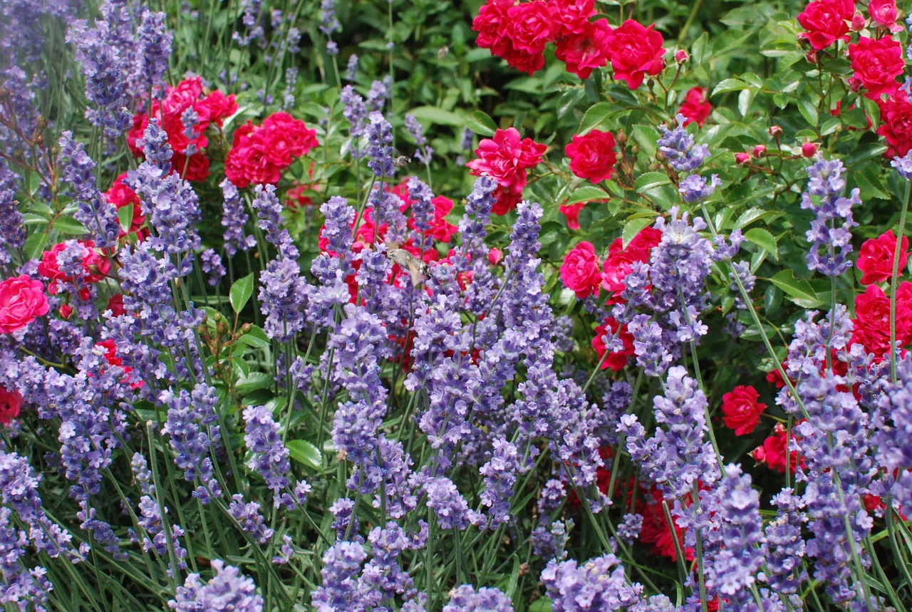 spring flower flower meadow lavender free photo