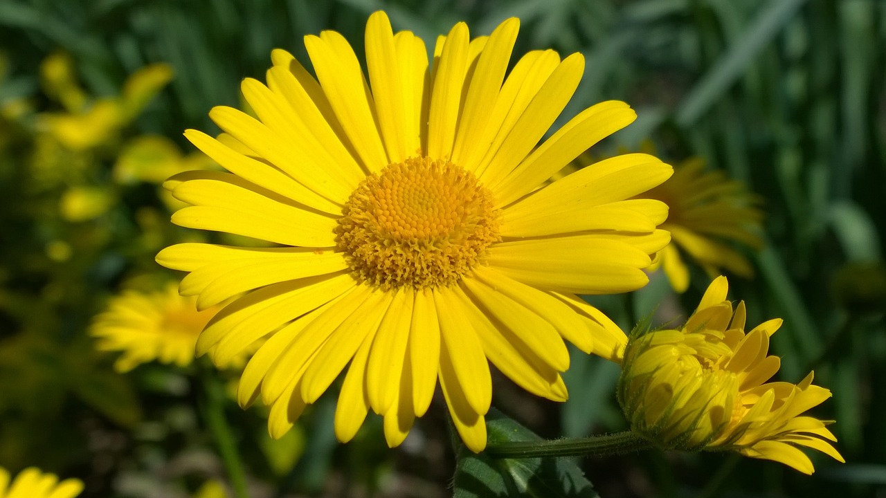 spring flower sunshine yellow free photo