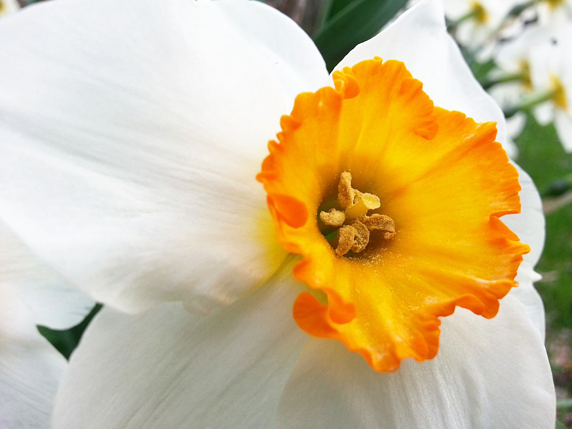 flower spring closeup free photo