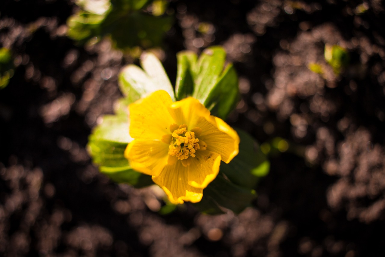 spring flower yellow green free photo