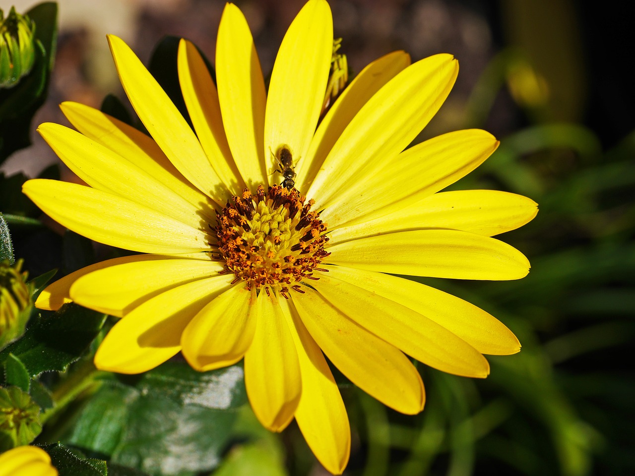 spring flower insect nectar free photo