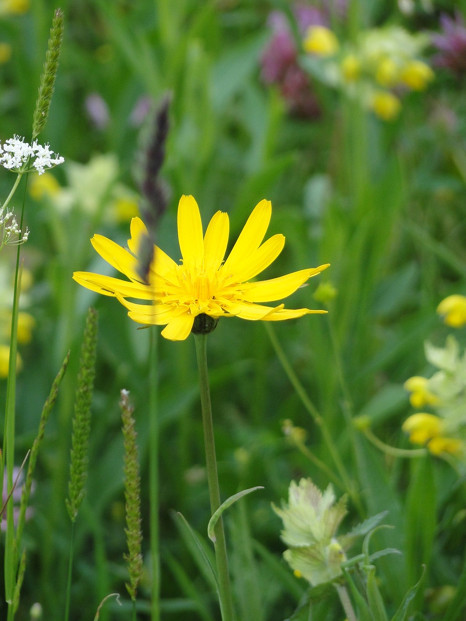 spring flower pointed flower yellow free photo