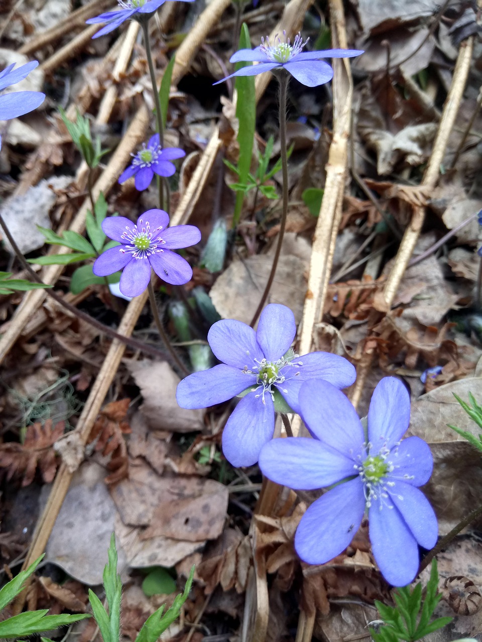 spring flower blue flower spring free photo