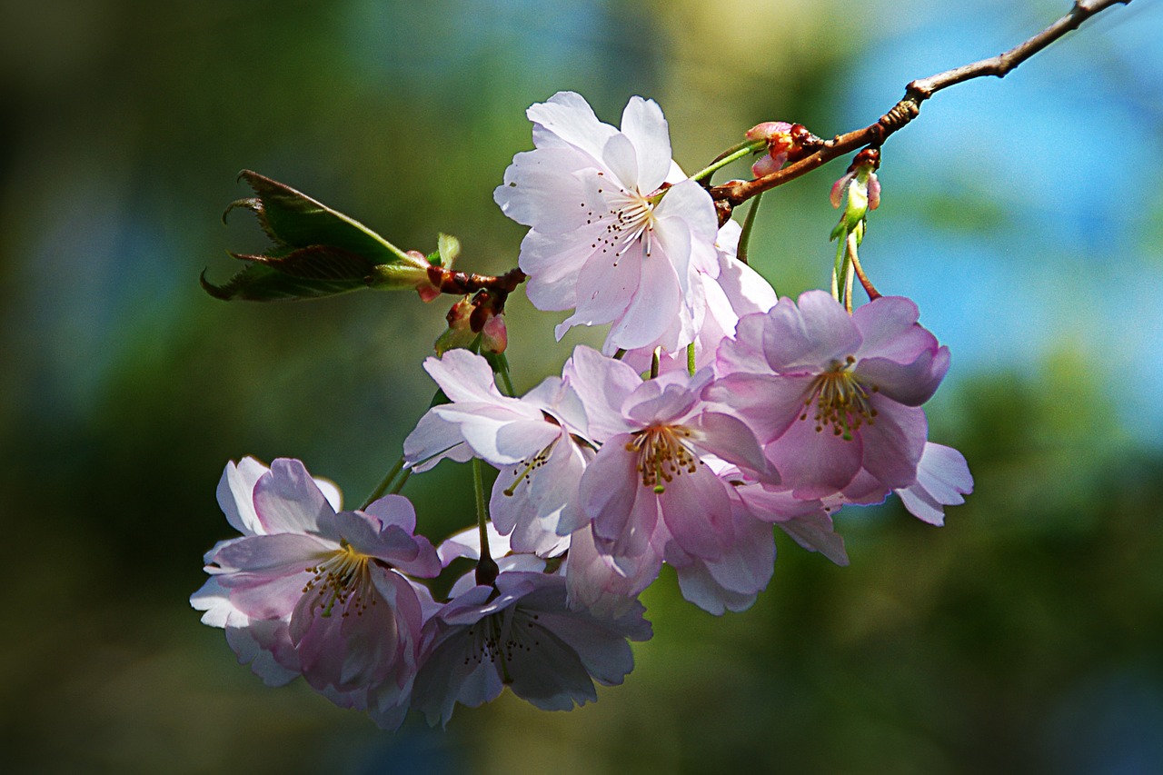 spring flower tree nature free photo