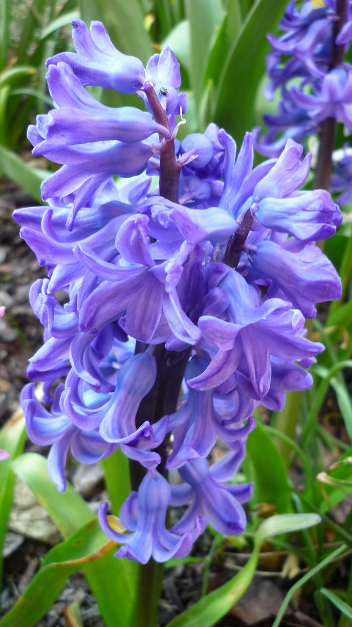 spring flower  hyacinth  blossom free photo