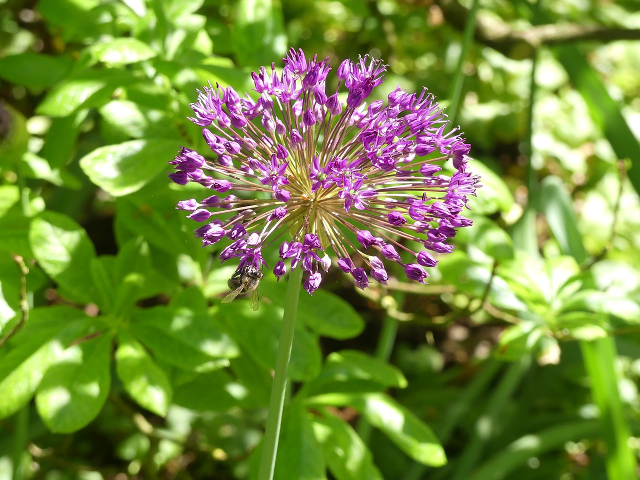 spring flower  purple  violet free photo