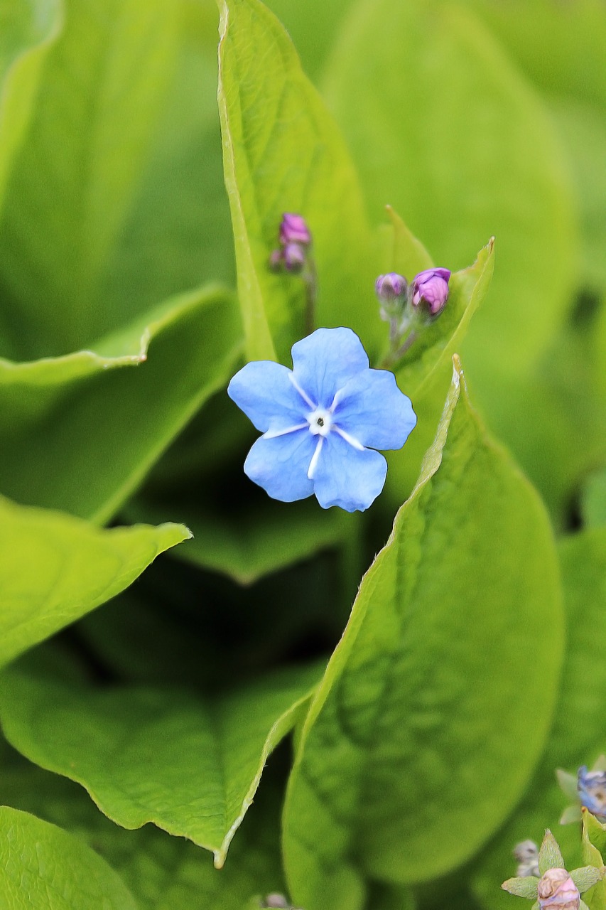 spring flower  spring  springtime free photo