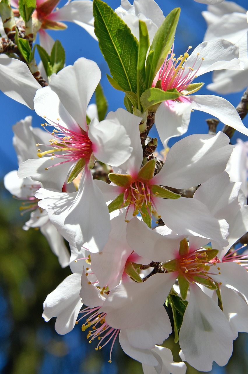 spring flower  spring  kikelet pansio free photo