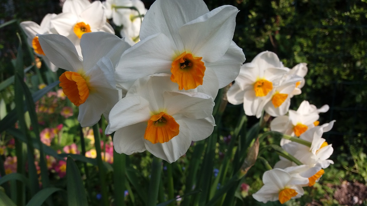 spring flower  daffodil  white free photo